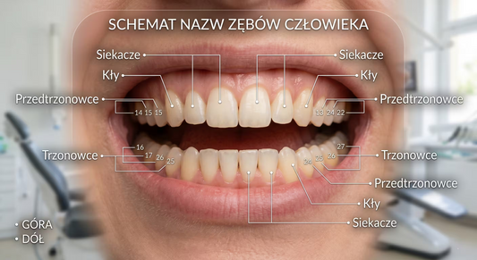 Jakie są nazwy zębów u człowieka?